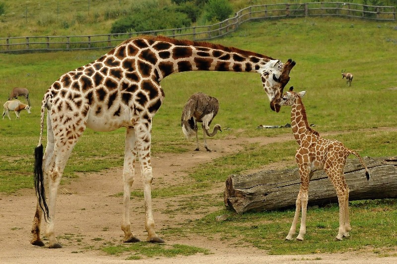 Nora se svým posledním potomkem Jakubem. Foto: Jaroslav Šimek, Zoo Praha 